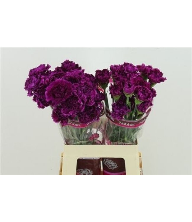 Di St Nobbio Violet ( x 25 )