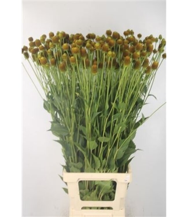 Rudbeckia Ov ( x 10 )