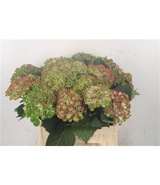 Florimo Fresh Flowers Hydr M Mag Revolu Cl ( x 15 ) Florimo Fresh Flowers Hydr M Mag Revolu Cl ( x 15 )