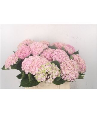 Florimo Fresh Flowers Hydr M Mag Revolution Pink ( x 15 ) Florimo Fresh Flowers Hydr M Mag Revolution Pink ( x 15 )