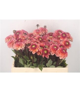 Florimo Fresh Flowers Dahl Daisy Duke ( x 10 ) Florimo Fresh Flowers Dahl Daisy Duke ( x 10 )