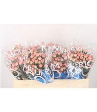 Florimo Fresh Flowers Hyp Coco Tiamo ( x 10 ) Florimo Fresh Flowers Hyp Coco Tiamo ( x 10 )