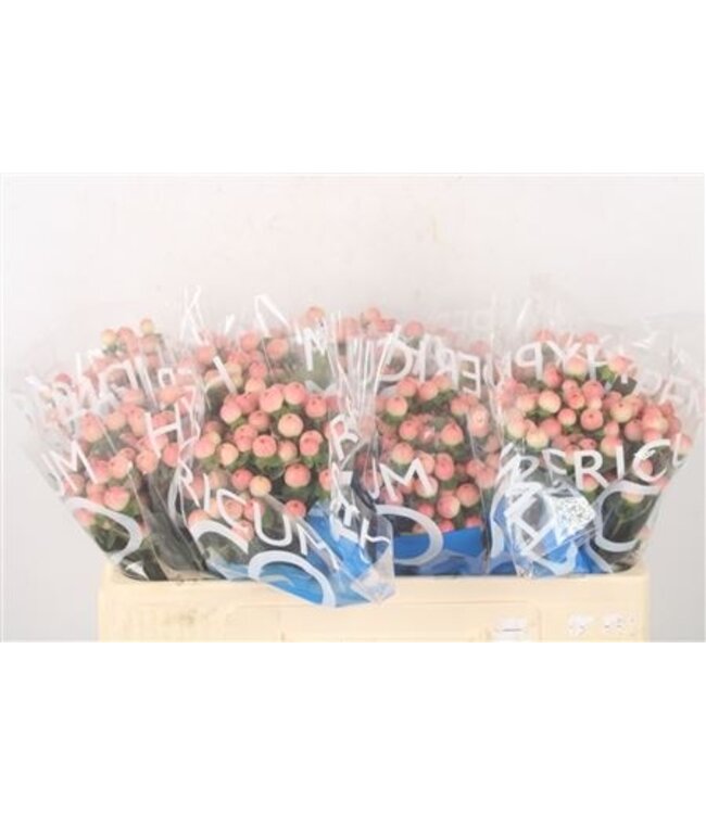 Hyp Coco Tiamo ( x 10 )