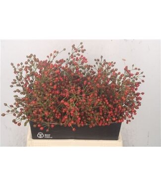 Florimo Fresh Flowers Rosa Fair Jewel Red ( x 40 ) Florimo Fresh Flowers Rosa Fair Jewel Red ( x 40 )
