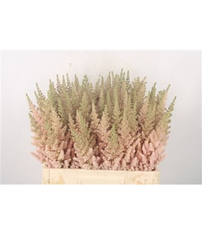 Astilbe Visions Inferno Peach ( x 10 )