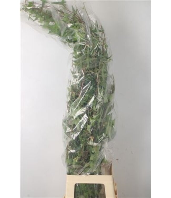 Hedera Green Per Tak ( x 50 )