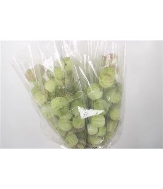 Florimo Fresh Flowers Ascl. Moby Dick Per Bunch ( x 1 ) Florimo Fresh Flowers Ascl. Moby Dick Per Bunch ( x 1 )