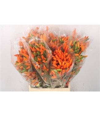 Florimo Fresh Flowers Pepers Paprika Orange Per Bunch ( x 1 )