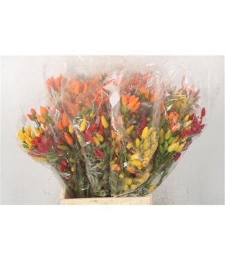 Florimo Fresh Flowers Pepers Paprika Mix Per Bunch ( x 1 )
