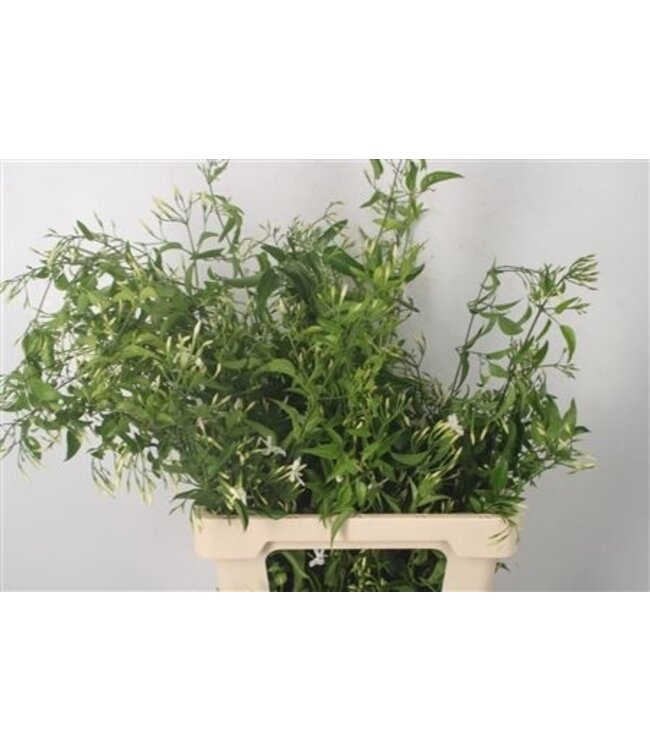 Jasmijnranken Per Bunch ( x 5 )