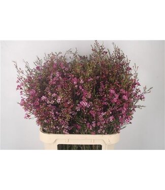 Florimo Fresh Flowers Chamelaucium Sexy Myster ( x 25 ) Florimo Fresh Flowers Chamelaucium Sexy Myster ( x 25 )