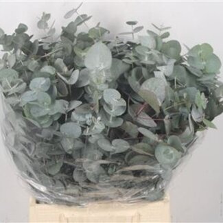 Florimo Fresh Flowers Verse Eucalyptus Cinerea takken | Lengte 50 centimeter | 150 gram per bos | Per 10 bossen