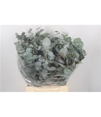 Florimo Fresh Flowers Frische Eukalyptus Cinerea Zweige | Länge 50 Zentimeter | 150 Gramm pro Bund | Pro 10 Bunde