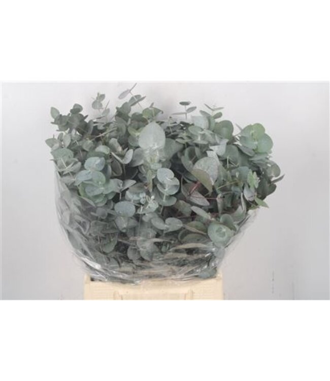 Verse Eucalyptus Cinerea takken | Lengte 50 centimeter | 150 gram per bos | Per 10 bossen te bestellen