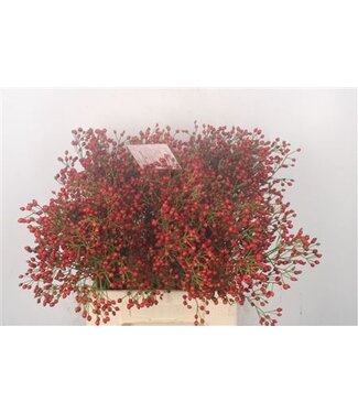 Florimo Fresh Flowers Rosa Fair Jewel Red ( x 10 ) Florimo Fresh Flowers Rosa Fair Jewel Red ( x 10 )