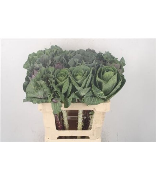 Brassica Mixed ( x 20 )