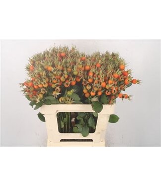 Florimo Fresh Flowers Rosa Pumpkin Orange ( x 25 ) Florimo Fresh Flowers Rosa Pumpkin Orange ( x 25 )