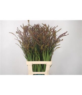 Florimo Fresh Flowers Crocosmia Seeds ( x 10 ) Florimo Fresh Flowers Crocosmia Seeds ( x 10 )