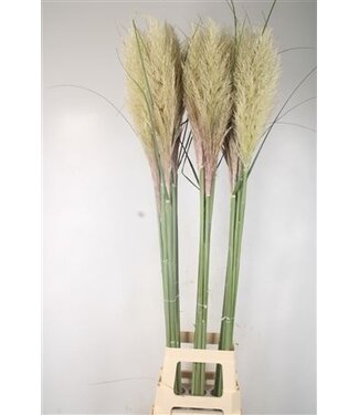 Florimo Fresh Flowers Cortaderia Fresh Nl. ( x 10 )