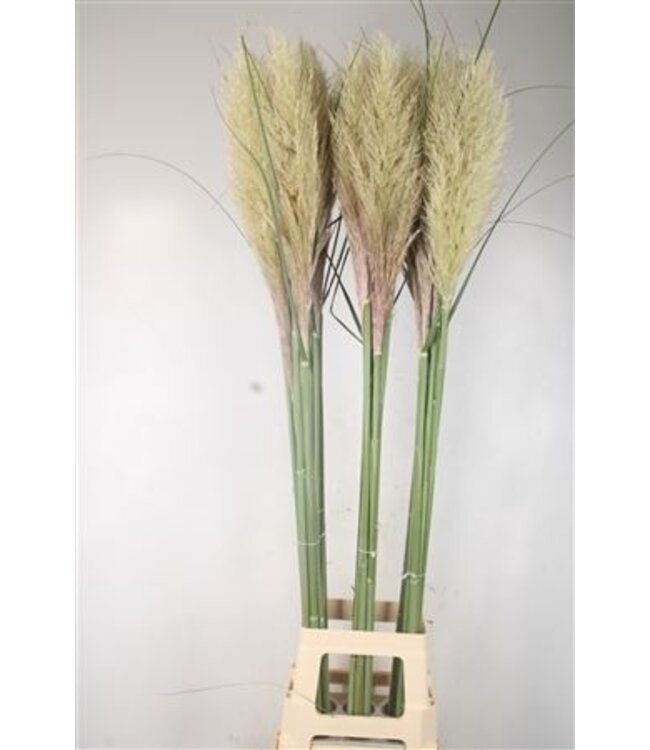 Cortaderia Fresh Nl. ( x 10 )