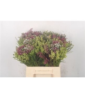 Florimo Fresh Flowers Kaaps Mix Per Bunch ( x 1 )