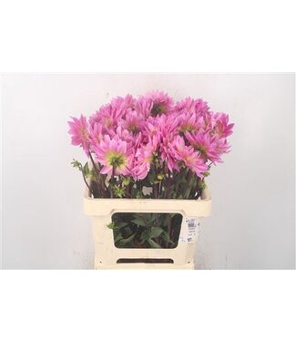 Florimo Fresh Flowers Dahl Miss Delilah ( x 5 ) Florimo Fresh Flowers Dahl Miss Delilah ( x 5 )
