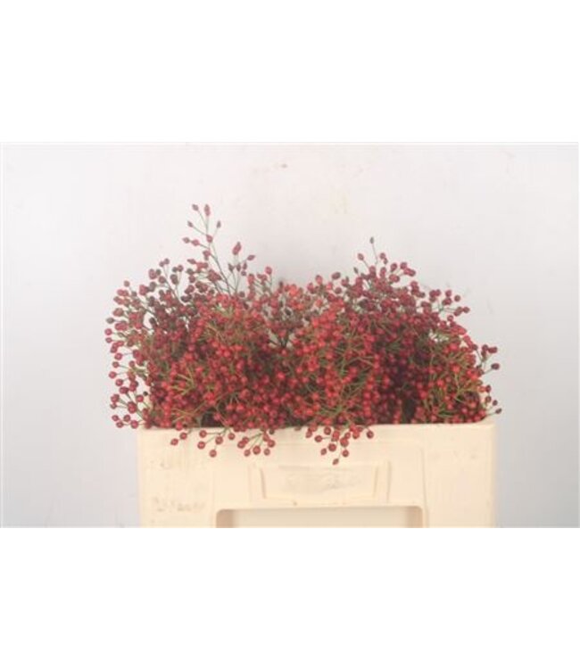 Rosa Fair Jewel Red ( x 20 )