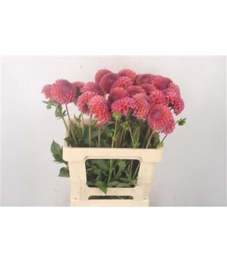 Florimo Fresh Flowers Dahl Jowey Winnie ( x 5 ) Florimo Fresh Flowers Dahl Jowey Winnie ( x 5 )