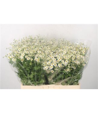 Florimo Fresh Flowers Tanacetum Single Vegmo ( x 50 )