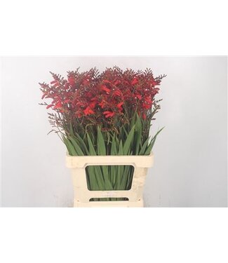 Florimo Fresh Flowers Crocosmia Columbus Red ( x 10 ) Florimo Fresh Flowers Crocosmia Columbus Red ( x 10 )