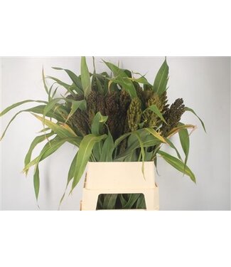 Florimo Fresh Flowers Sorghum A Panselaria ( x 10 )