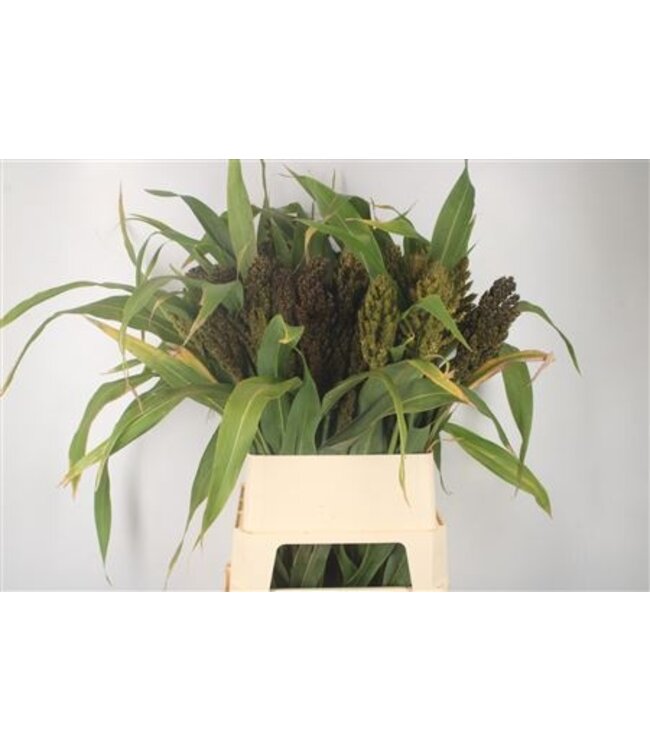 Sorghum A Panselaria ( x 10 )