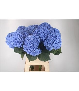 Florimo Fresh Flowers Hydr M Pimpernel ( x 10 ) Florimo Fresh Flowers Hydr M Pimpernel ( x 10 )