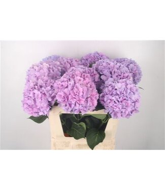Florimo Fresh Flowers Hydr M Royal Benefit ( x 10 ) Florimo Fresh Flowers Hydr M Royal Benefit ( x 10 )