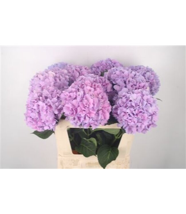 Hydr M Royal Benefit ( x 10 )