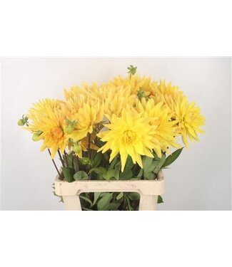 Florimo Fresh Flowers Dahl Gelber Vulcan ( x 10 ) Florimo Fresh Flowers Dahl Gelber Vulcan ( x 10 )