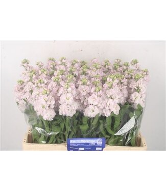 Florimo Fresh Flowers Matth Nl. Stox Silver Pale Pink ( x 10 ) Florimo Fresh Flowers Matth Nl. Stox Silver Pale Pink ( x 10 )