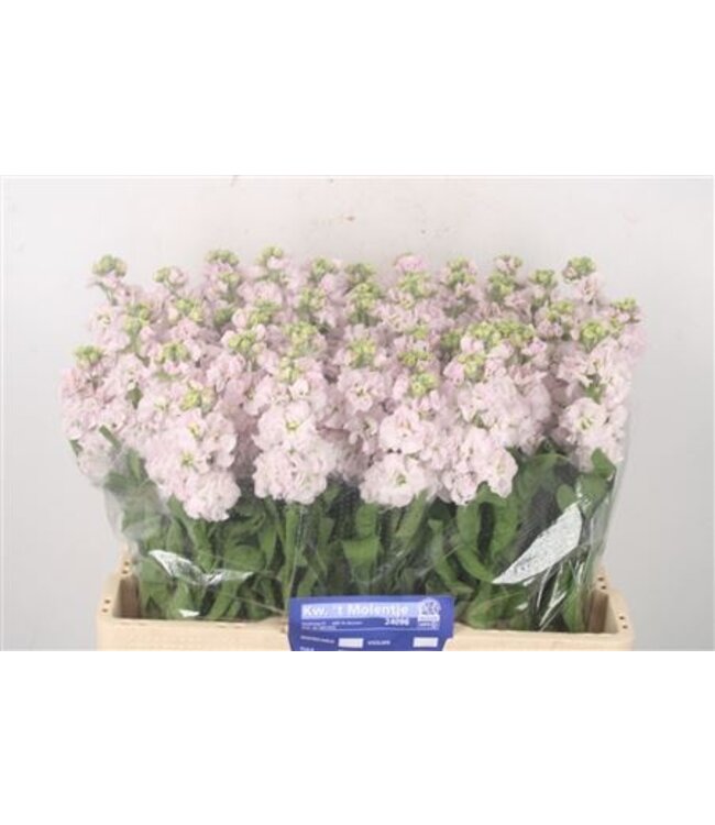 Matth Nl. Stox Silver Pale Pink ( x 10 )