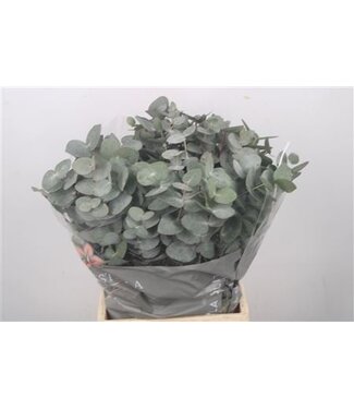 Florimo Fresh Flowers Frische Eucalyptus Cinerea Zweige Extra | Länge 50 Zentimeter | 150 Gramm pro Bund | Pro 10 Bunde
