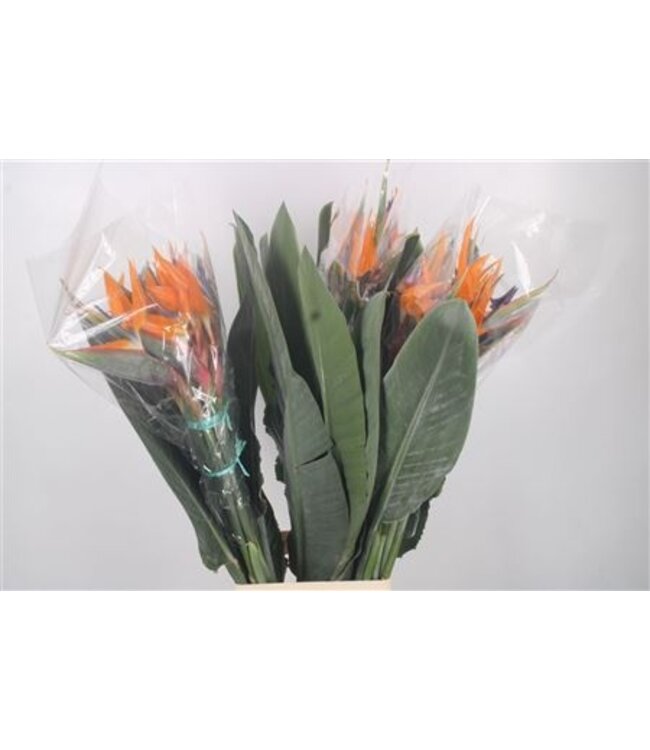 Strelitzia Reginae Bloem Super ( x 10 )