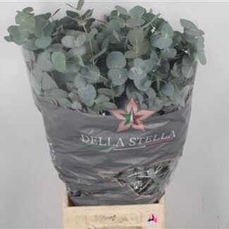 Florimo Fresh Flowers Verse Eucalyptus Cinerea takken Extra | Lengte 70 centimeter | 300 gram per bos | Per 10 bossen