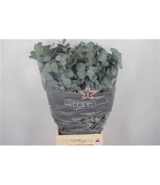 Florimo Fresh Flowers Frische Eucalyptus Cinerea Zweige Extra | Länge 70 Zentimeter | 300 Gramm pro Bund | Pro 10 Bunde