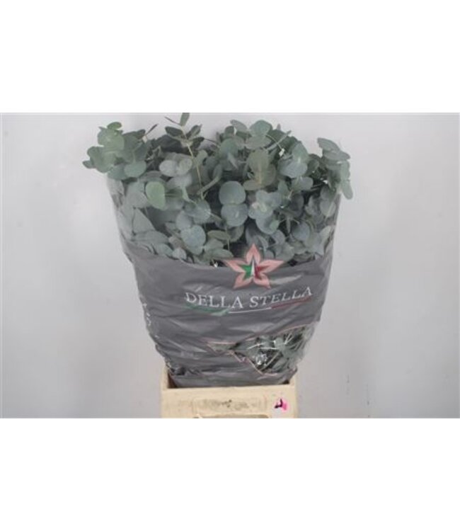 Verse Eucalyptus Cinerea takken Extra | Lengte 70 centimeter | 300 gram per bos | Per 10 bossen te bestellen