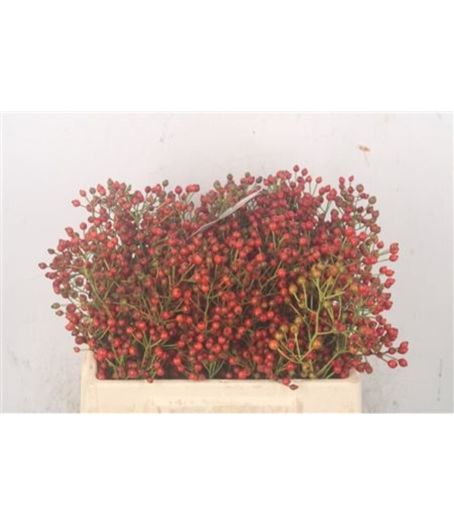 Rosa Fair Jewel Red ( x 10 )