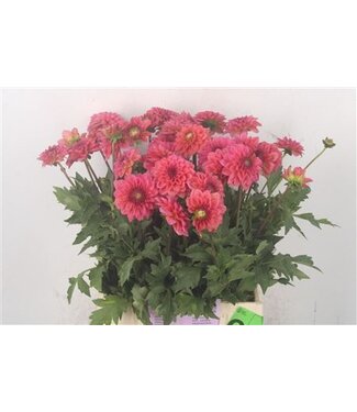 Florimo Fresh Flowers Dahl Ov Cecil ( x 10 ) Florimo Fresh Flowers Dahl Ov Cecil ( x 10 )