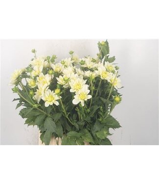 Florimo Fresh Flowers Dahl White Onesta ( x 10 ) Florimo Fresh Flowers Dahl White Onesta ( x 10 )