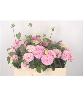 Florimo Fresh Flowers Dahlia Ball Wizz Of Oz ( x 10 ) Florimo Fresh Flowers Dahlia Ball Wizz Of Oz ( x 10 )