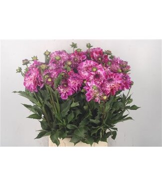 Florimo Fresh Flowers Dahl Ov Purple White ( x 10 ) Florimo Fresh Flowers Dahl Ov Purple White ( x 10 )