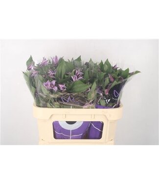 Florimo Fresh Flowers Clematis Star River Lila ( x 10 )