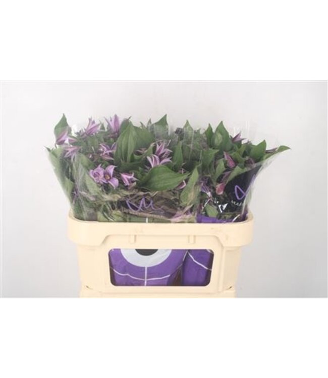 Clematis Star River Lila ( x 10 )